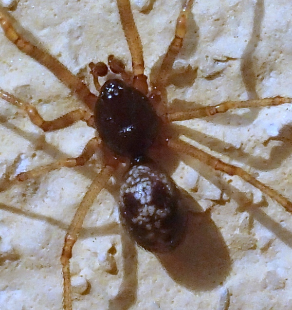 Steatoda triangulosa